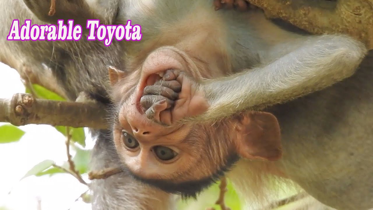 The warmly action..!! Adorable Toyota play near mom by happy | Cutest monkey attractive 2020