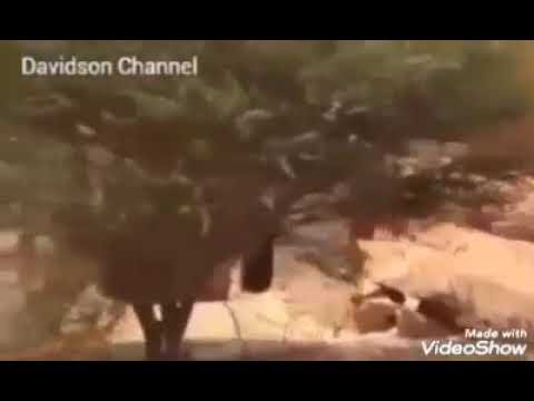 KISA CHA MALAIKA WA MAUTI NA KIJANA WA BARAZA YA NABII DAUD MSIMULIAJI MOHAMED HAMIS MAGORA