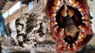 Kayu pembunuh!!! Kejadian tragis saat menggergaji pohon besar hingga terbelah