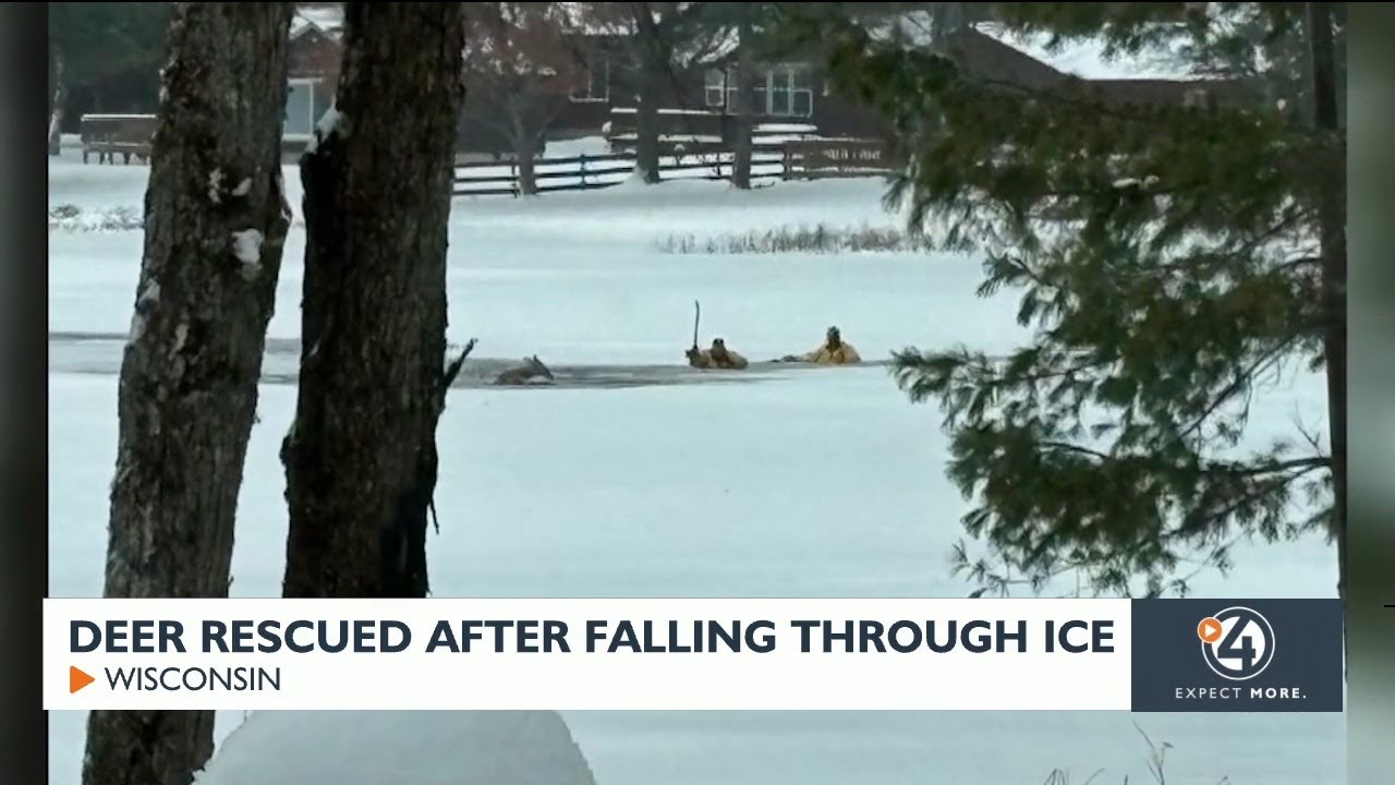 Deer rescued after falling through ice