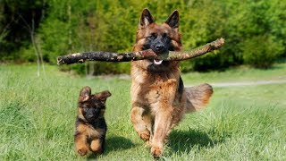 Funny Animals  Awesome Dogs  Funny German Shepherds Compilation