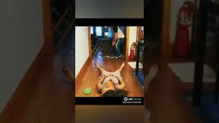 Tiktok Vs Moj Vs Mx Takatak Vs Josh Konsa Best