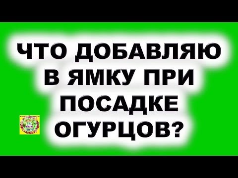 Что добавляю в ямку при посадке огурцов? Ценный рецепт подкормки из муки и дрожжей .