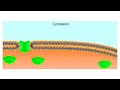 Nuclear envelope animation