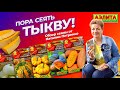 3 правила выращивания сладкой тыквы. ТОП семян сладкой тыквы!