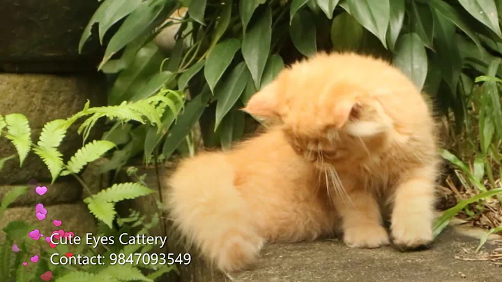 Video 451051: persian kitten, cute cattery