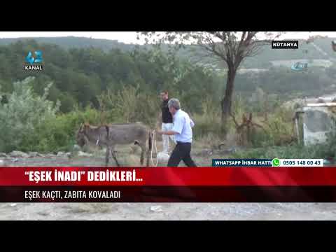 “EŞEK İNADI” DEDİKLERİ…