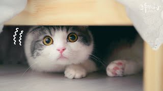 Why cute cats Hide on a Rainy Day