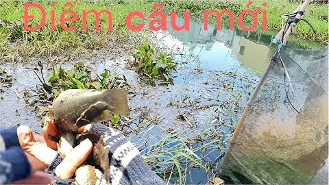 Tiếp theo ngày thứ hai câu cá thác lác và cá rô đồng cùng một con kinh em mời cả nhà xem video