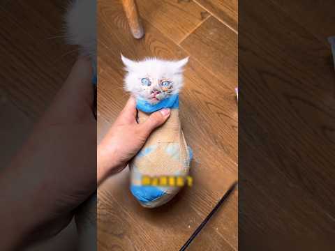 🥺Стал спасителем бездомных котят
