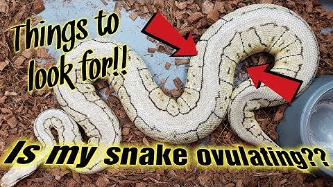 Signs your Ball Python is OVULATING!! Babies on the way!!