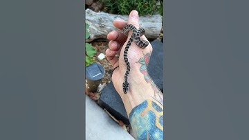 Beautiful axanthic carpet python after it’s first shed. Looking amazing! #carpetpython #snake