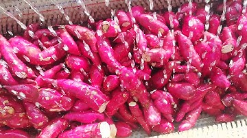 Máy rửa khoai lang SDT 0939.989.363