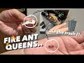 Me &amp; AntsCanada found FIRE ANT QUEENS in the ROTTING GARBAGE !!! 🤢