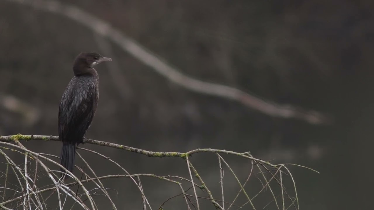 Pygmy Cormorant -  Cormoran pygmée - Dwergaalscholver (Microcarbo pygmaeus)