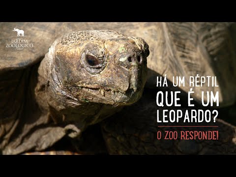 Vídeo: Quem Inventou O Zoológico? - Visão Alternativa