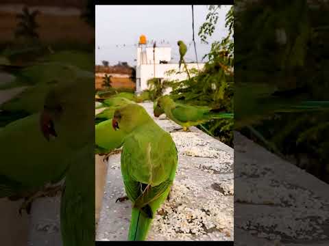 Wild Parrots | Birds Timelapse |#indianringneck #parrot