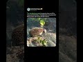 HEDGEHOG MATERNAL INSTINCTS