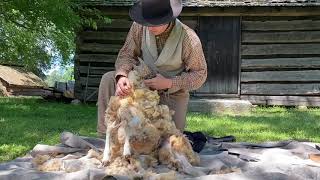 Sheep Shearing