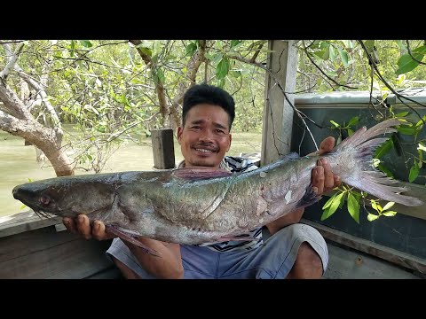 CÚNG GHE MỚI • Cá Gúng Nấu Canh Chua Huyền Thoại | Ngư Dân Miền Tây