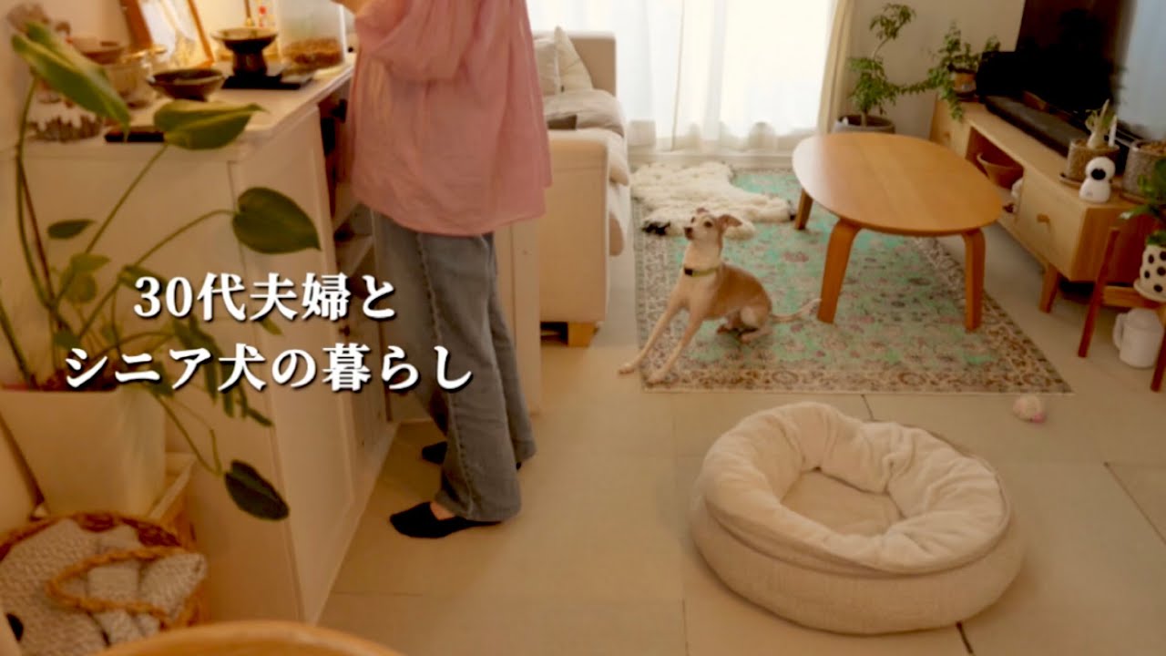 30代夫婦と犬2匹。歳を重ねていく愛犬との有限で儚い日々を大切に過ごす1日【イタグレ】【ウィペット】