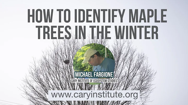 How to identify Maple trees in the winter - DayDayNews