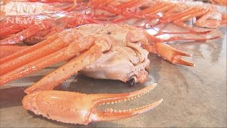 富山・新湊漁港でベニズワイガニの初競り(16/09/03)