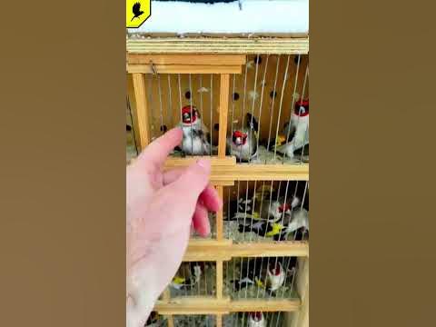 Щегол седоголовый, щегол черноголовый, ловля щеглов - YouTube