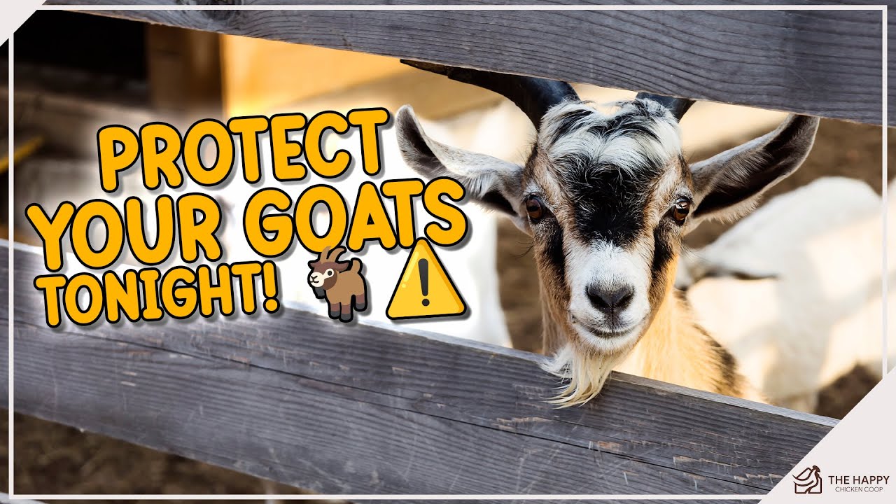 Как защитить коз от хищников?