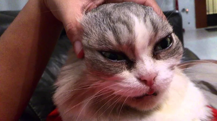 Video 11295491: lovely munchkin cat, cat loves massage, grey cat