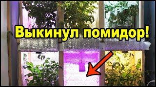 Фитолампы для растений вред синего спектра