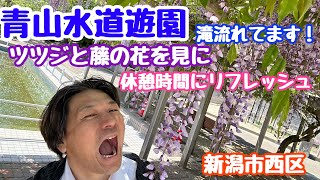 2024年5月9日 青山水道遊園 花と緑が美しい 花あり滝あり噴水あり 新潟市西区