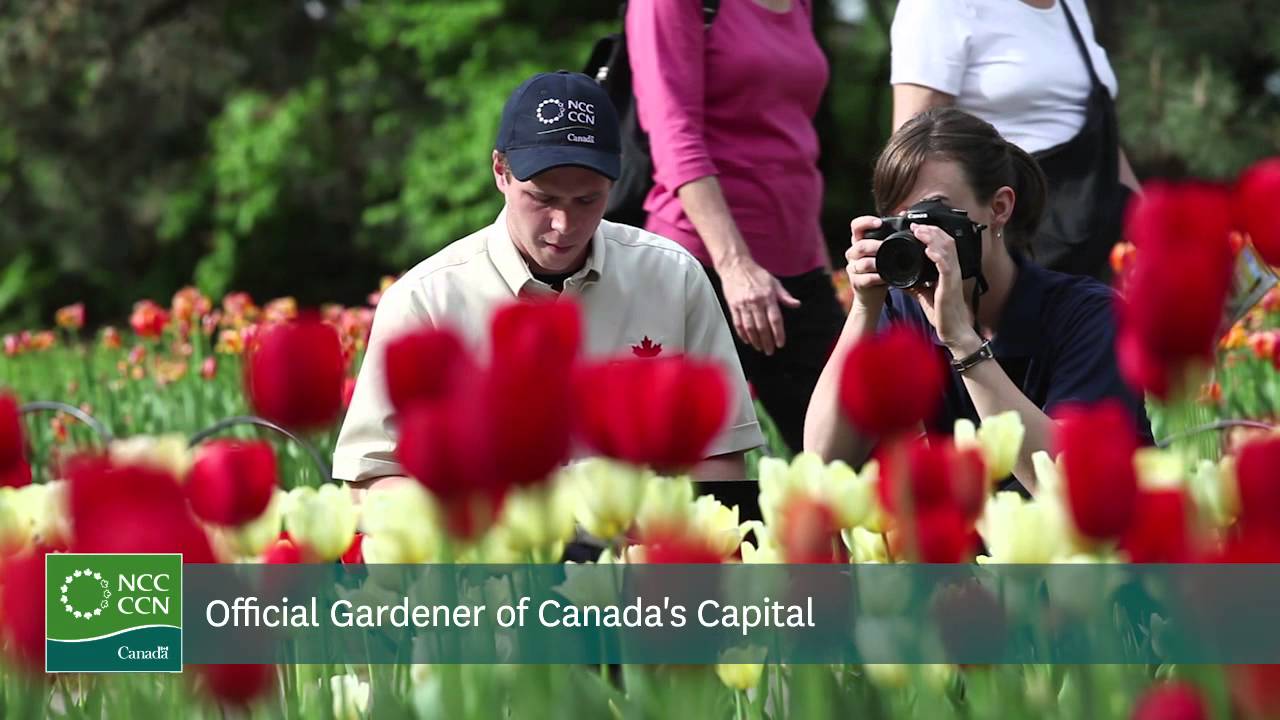 Tulips at Commissioners Park