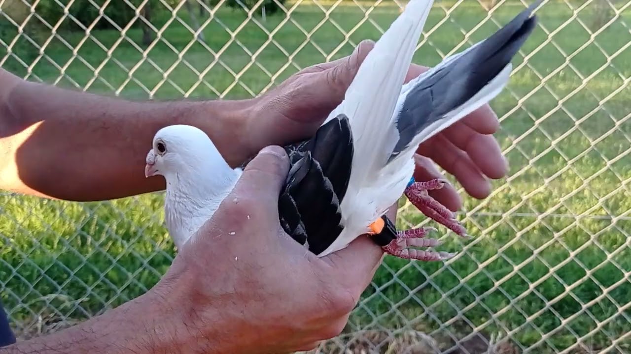 ODKUPIŁEM PIĘKNEGO GOŁĘBIA POCZTOWEGO Z LOTÓW 🕊️🕊️ TRZEBA ODNALEŹĆ WŁAŚCICIELA I ZWRÓCIĆ 🙂14.07.2025