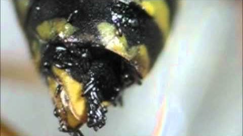 Host-Parasitoid Associations in Strepsiptera: Supplemental Video 5