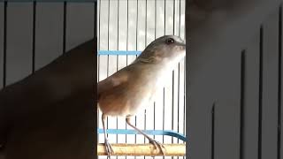 Download Lagu cingcoho gacor dor MP3