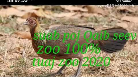 Suab poj Qaib seev zoo 1000