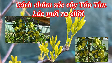 Cách chăm sóc cây táo tàu lúc mới ra chồi