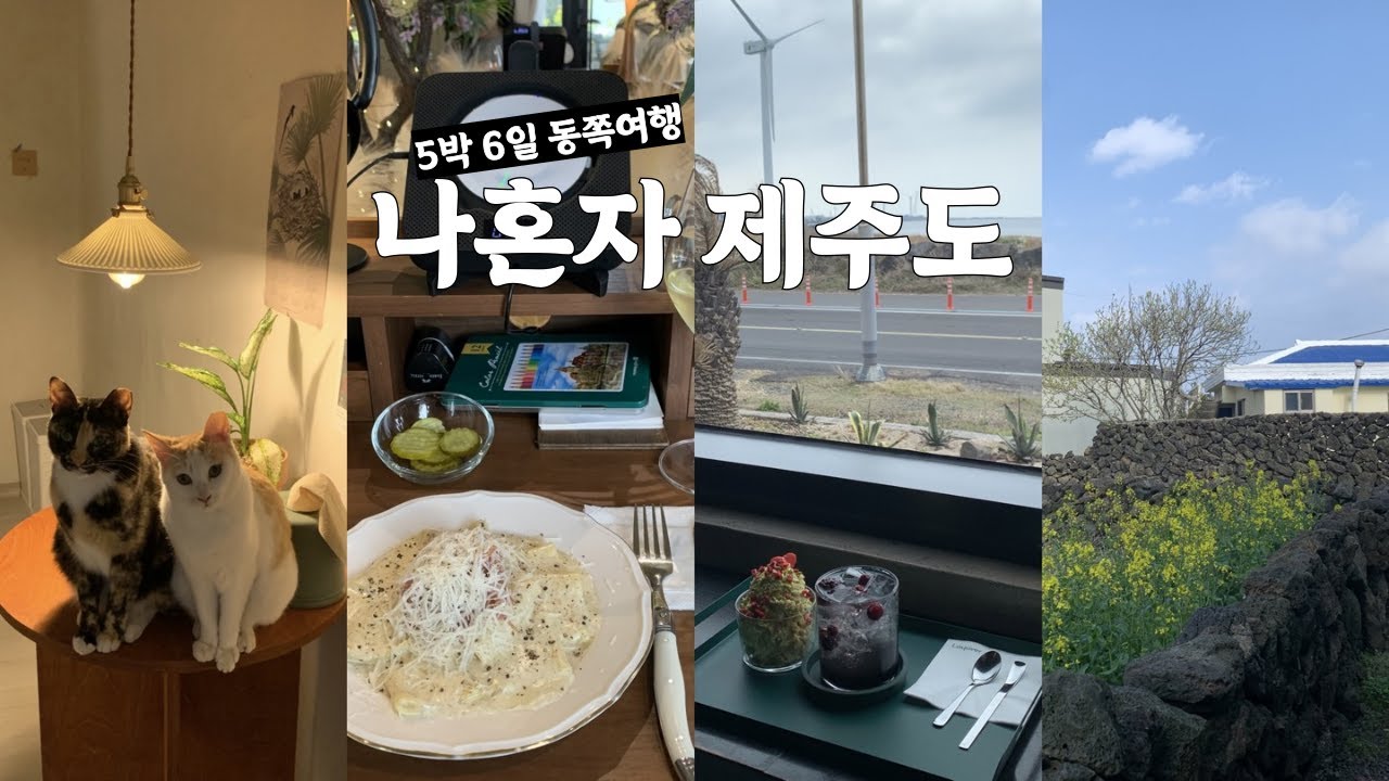 혼자 제주여행 vlog l 5박 6일 뚜벅이 완벽일정🤍 퇴사 후 힐링 여행, 제주 카페추천, 흔밥 추천 흑돼지 식당, 무릎냥이 있는 게스트하우스