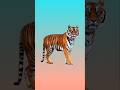 Match the Royal Bengal Tiger with the shadow. #royalbengaltiger #shadow #challenge