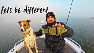 Boat camping with my dog // Murray Cod Fishing
