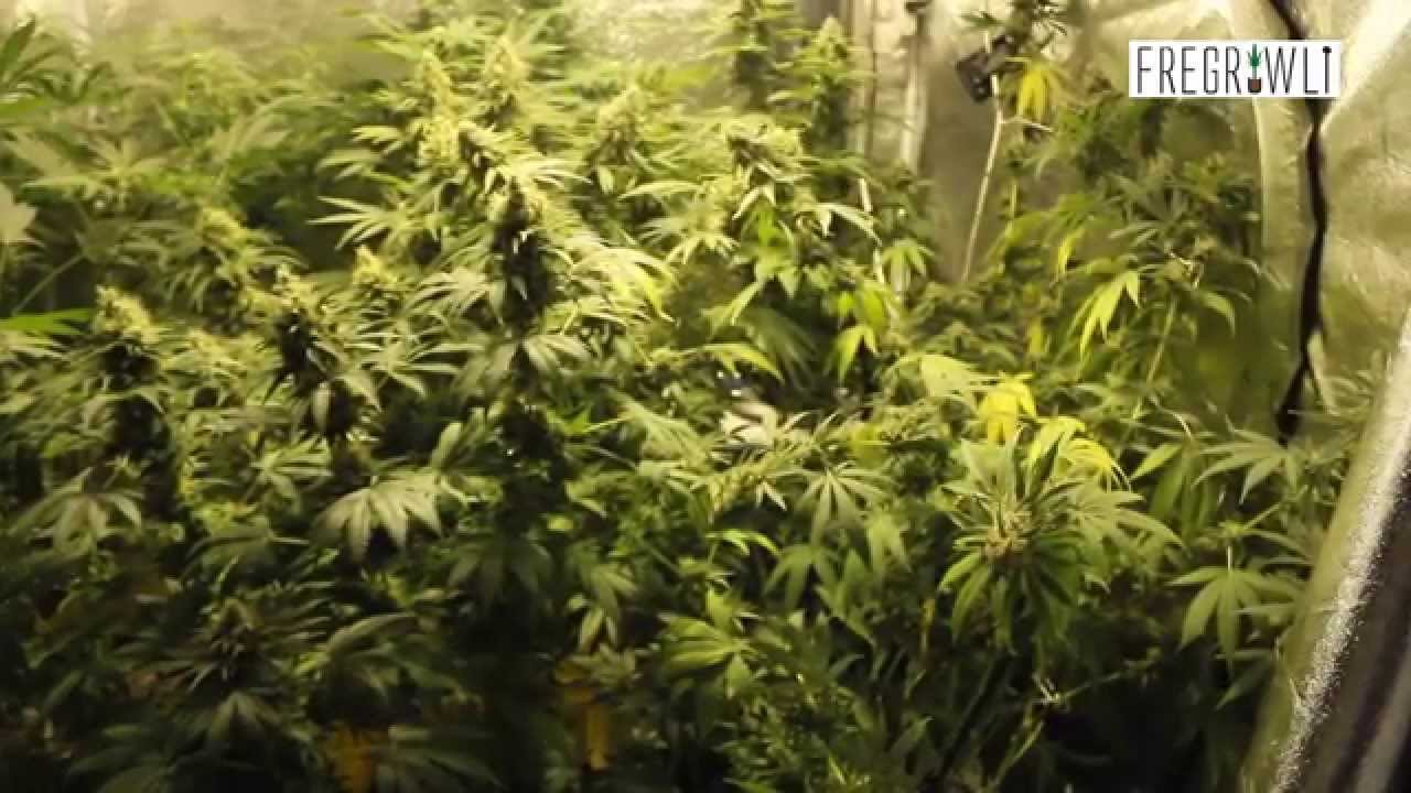 Week 7 Flower Update - Kosher Tangie + G13 Labs Strains