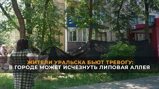 Жители Уральска бьют тревогу: в городе может исчезнуть липовая аллея