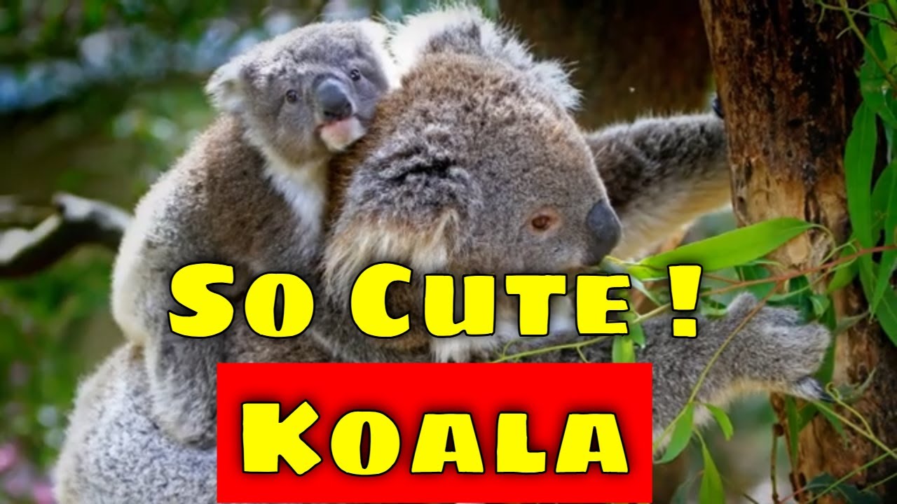 Cute Koala Facts You Want to Know 🐨  Fun & Amazing Koala Facts for Kids