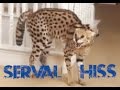 Serval Hissing!