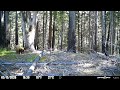 California Spring Black Bear Grazing Trail Camera Footage - Spypoint Flex S