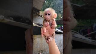 I Love U Baby Monkey Hiuhiu