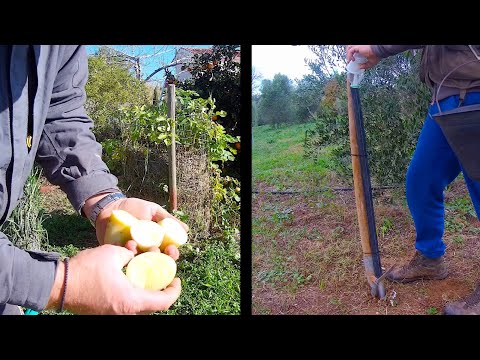 Video: Onko oliivipuu kovaa vai pehmeää?