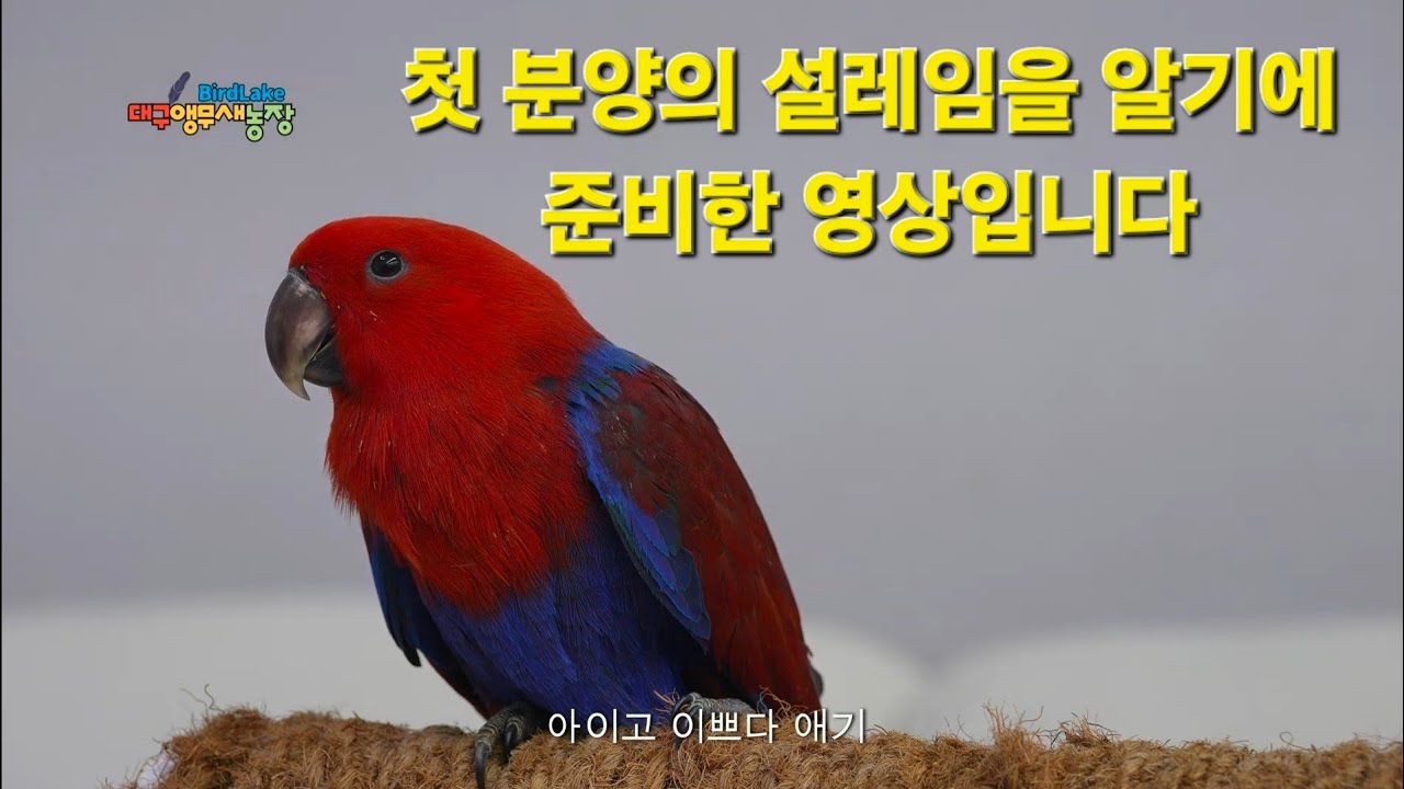 대앵농에 앵무새 분양 예약한 예비 집사님들 많이 궁금하셨죠?