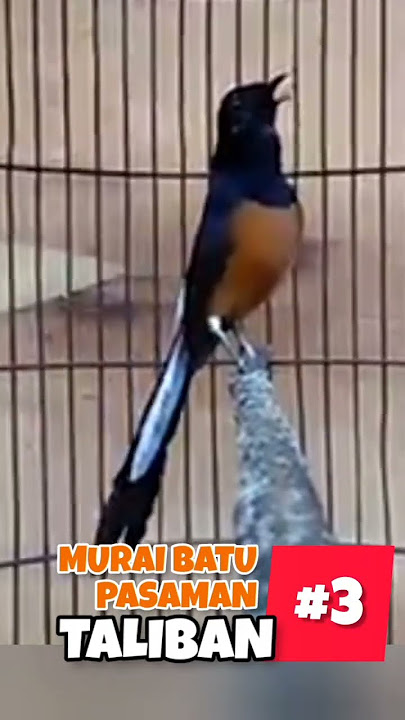 Murai Batu nembak Pelatuk Beras #muraibatu #muraibatugacor